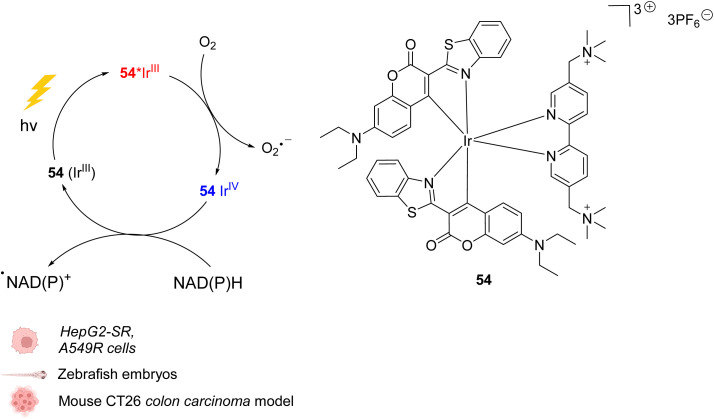 Fig. 22