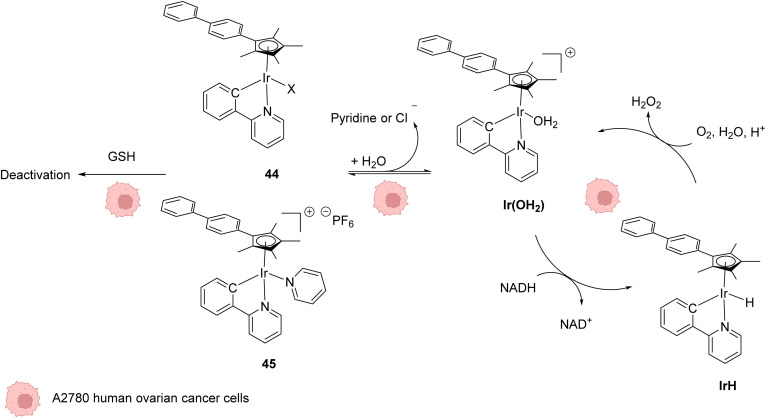 Fig. 18