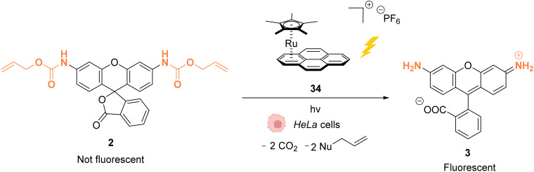 Fig. 11