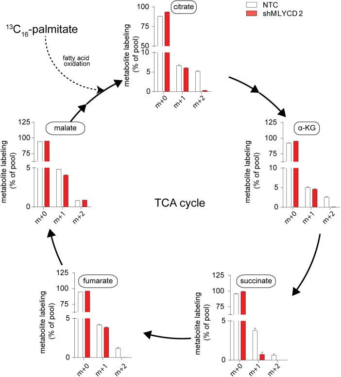 Figure 5—figure supplement 3.