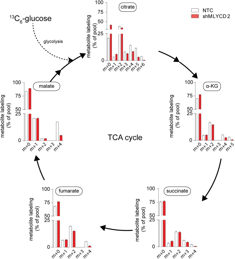 Figure 5—figure supplement 6.