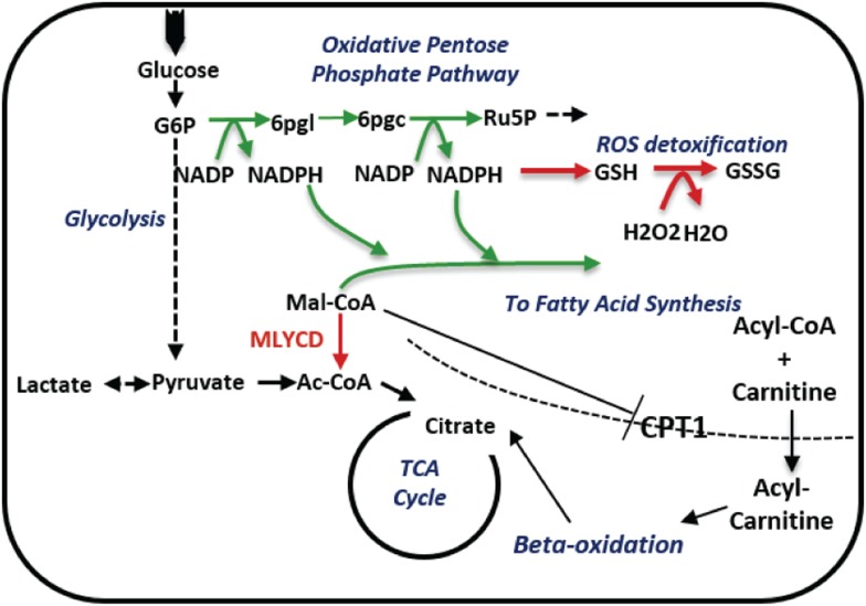 Figure 5—figure supplement 5.