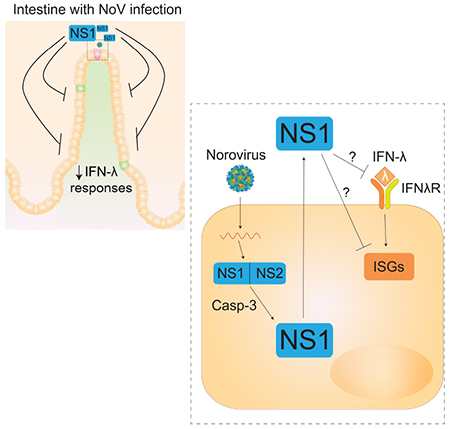 graphic file with name nihms-1530166-f0007.jpg