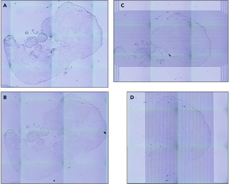 Figure 10