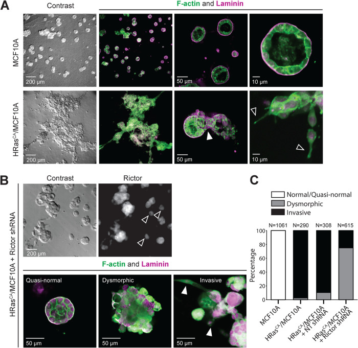 FIGURE 4: