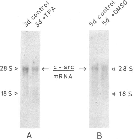 Fig.4.