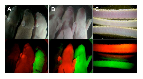 Figure 4