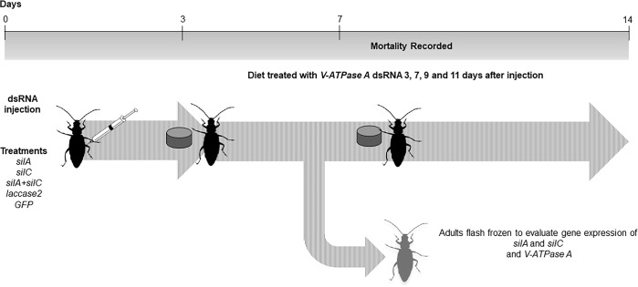 Fig 4