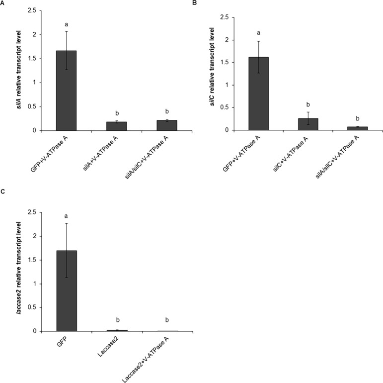 Fig 5