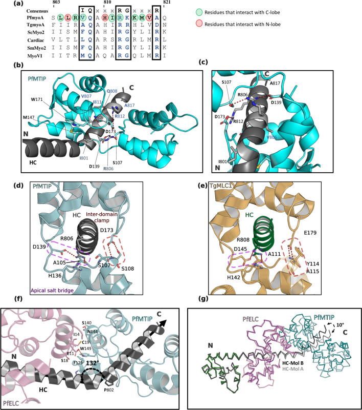 Figure 3—figure supplement 1.