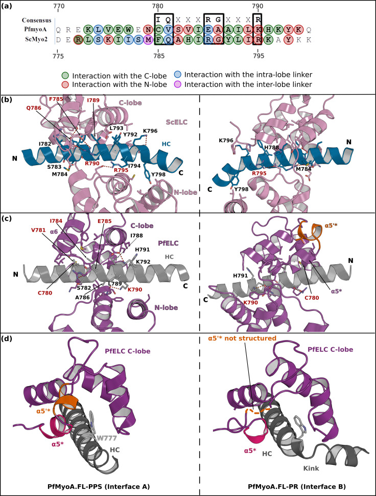 Figure 4—figure supplement 1.