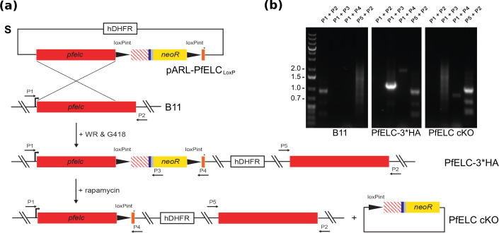 Figure 7—figure supplement 1.