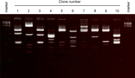 Fig. 4