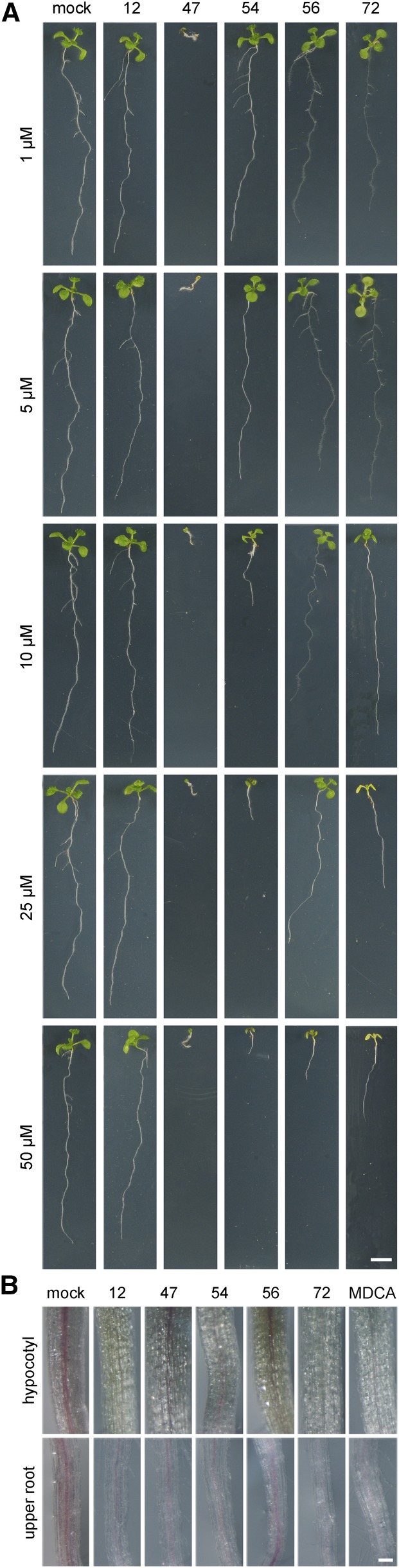 Figure 5.