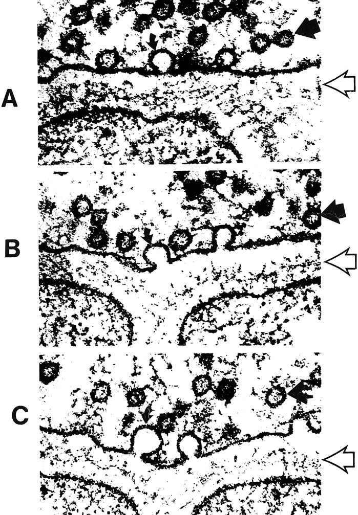 fig 5.