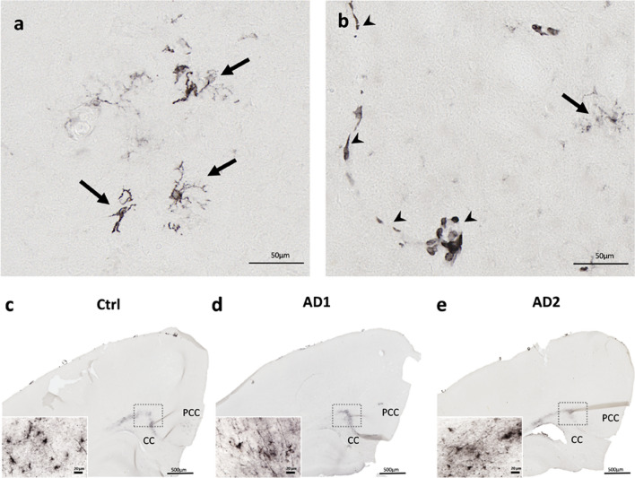 Fig. 10