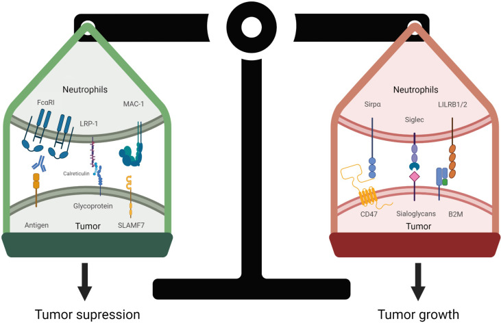 Figure 4