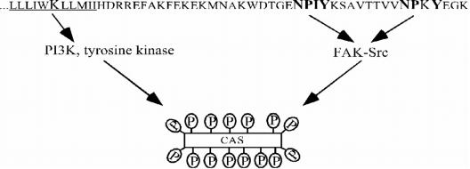 Figure 11.