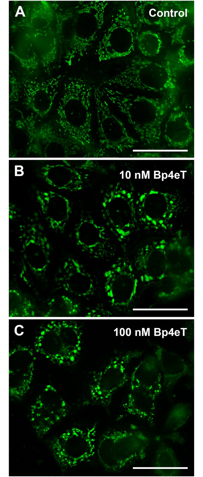 Fig 5