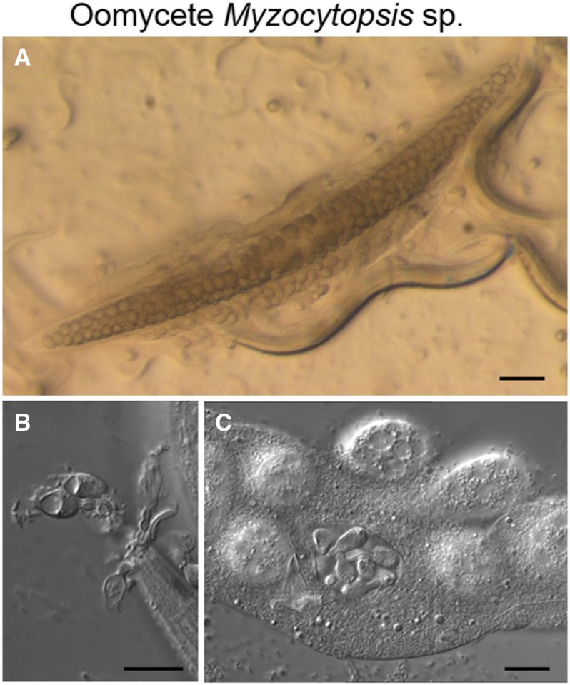 Figure 10