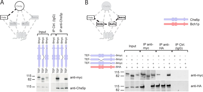 FIGURE 4: