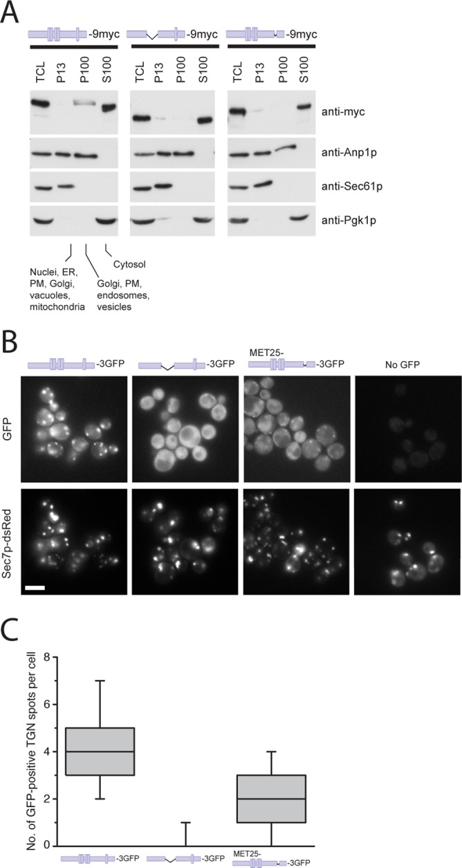 FIGURE 3: