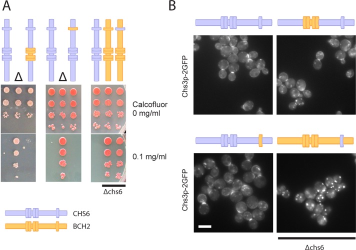 FIGURE 6: