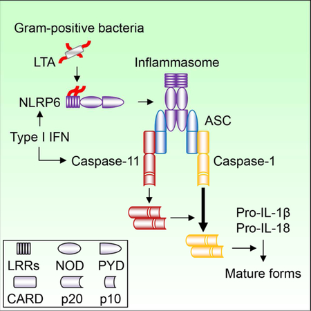 graphic file with name nihms-1510894-f0001.jpg