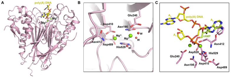 FIGURE 3