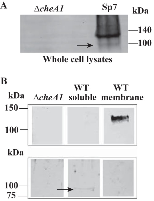 FIG 5