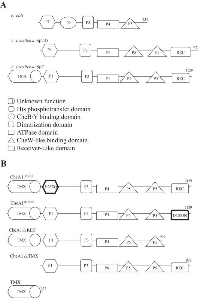 FIG 1