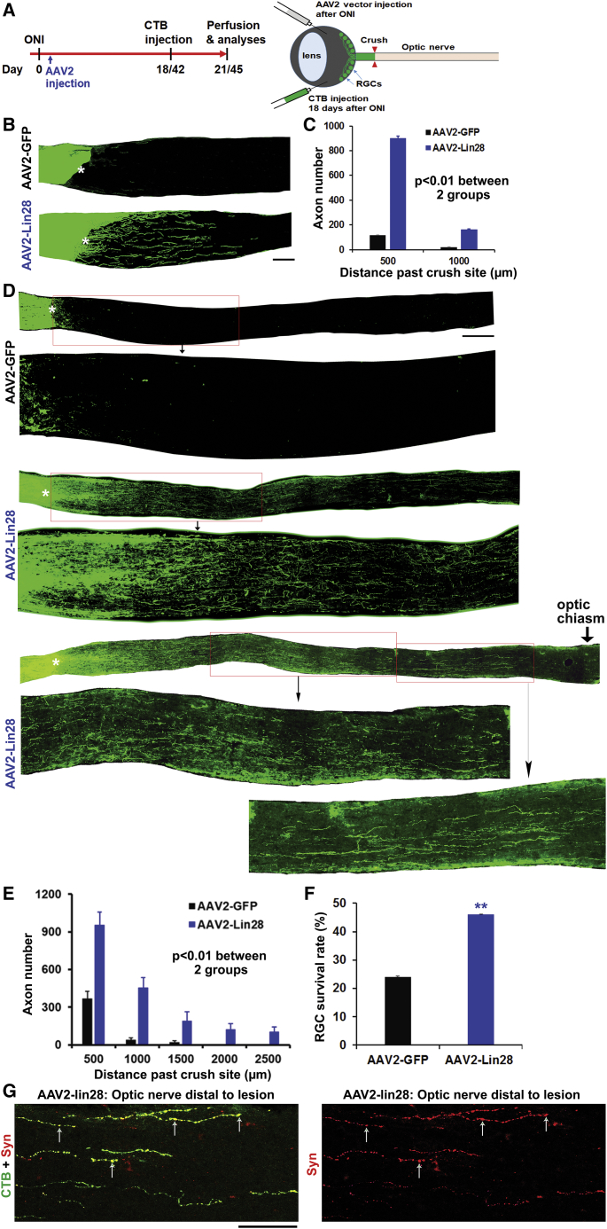 Figure 7