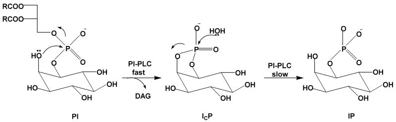 Figure 24