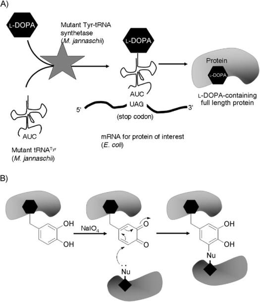 Scheme 1