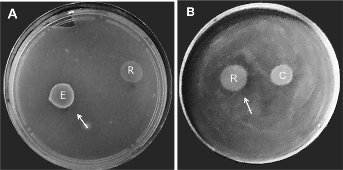 Fig 5