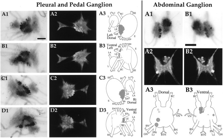 Fig. 10.