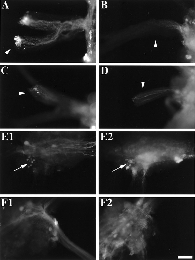 Fig. 9.