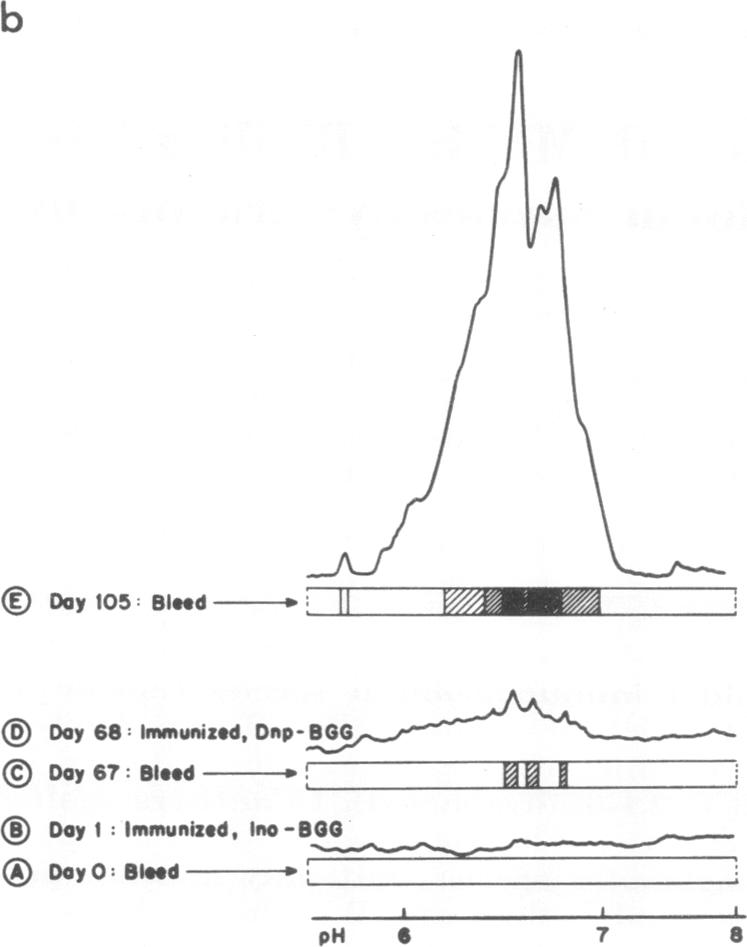 graphic file with name pnas00138-0236-b.jpg