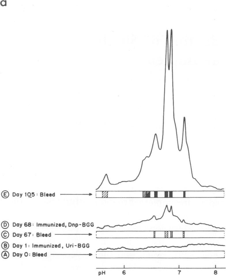 graphic file with name pnas00138-0236-a.jpg