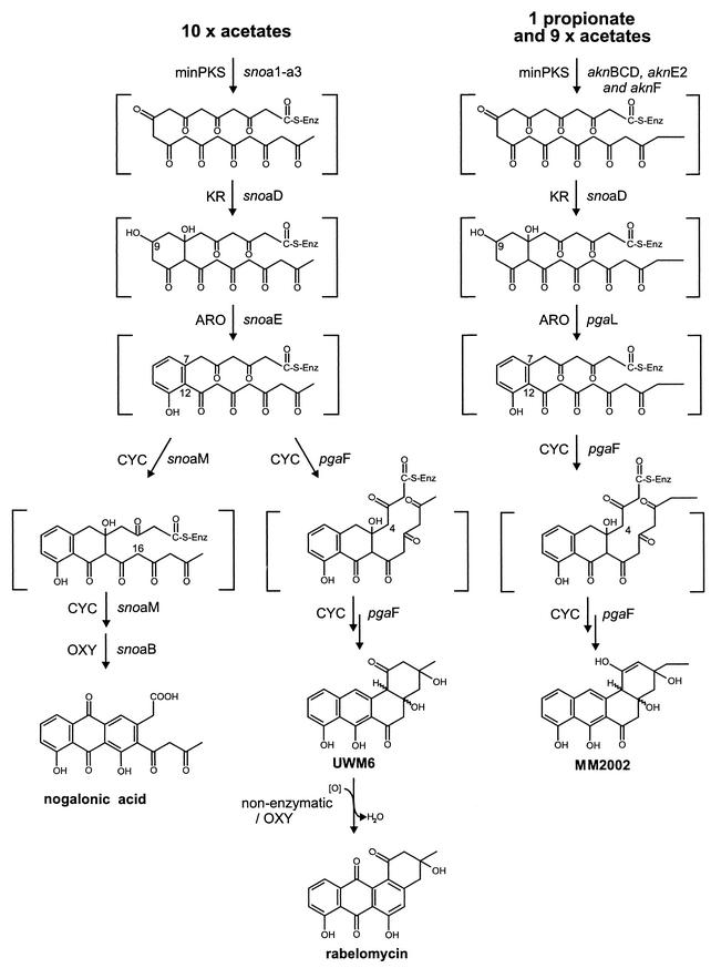 FIG. 2.