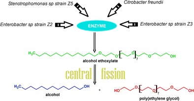 Graphical Abstract