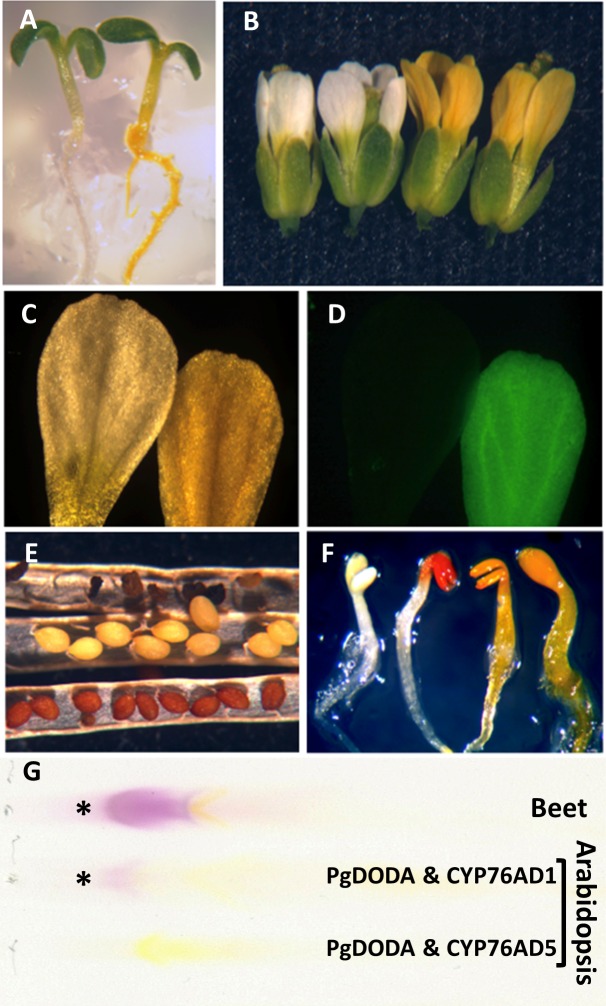 Fig 4