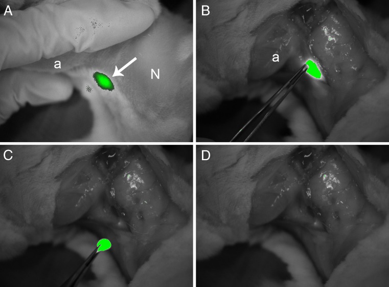 Fig. 4