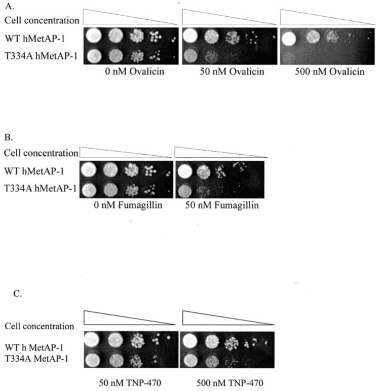 FIG. 4