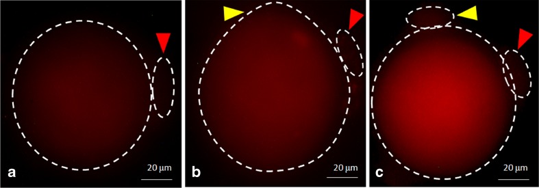 Fig. 7