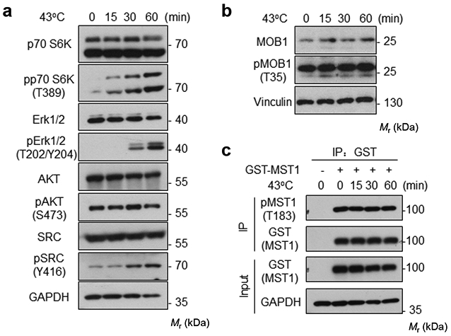 Extended Data Fig. 8