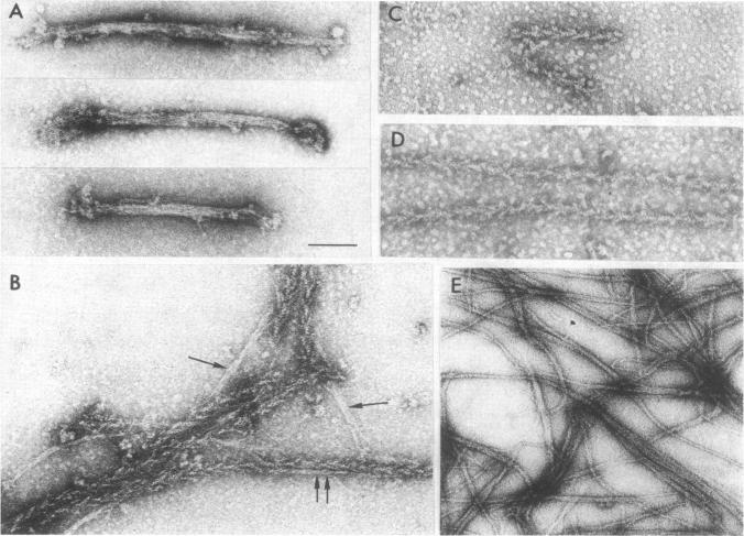 graphic file with name pnas00086-0089-a.jpg