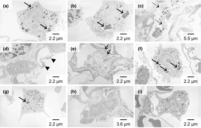 Fig. 6