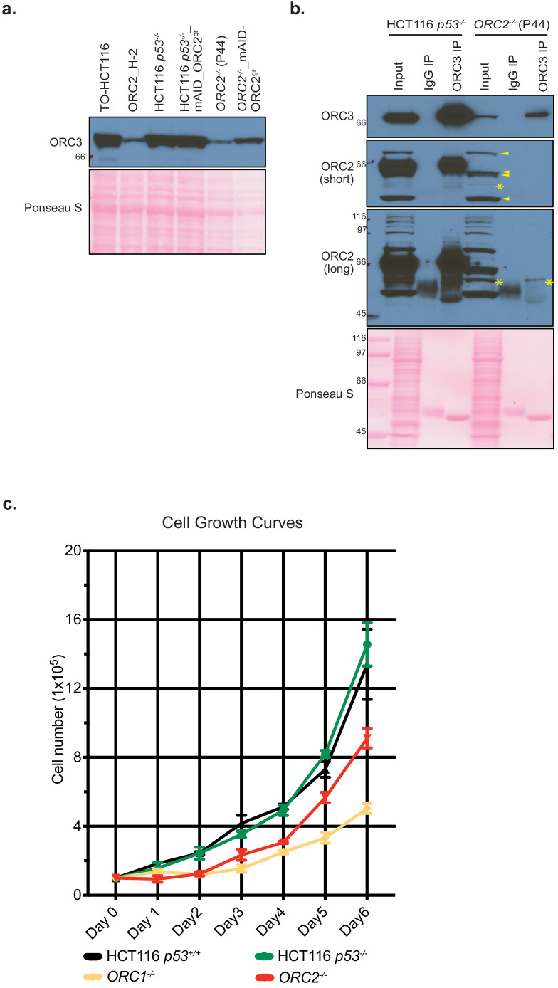 Figure 8—figure supplement 1.