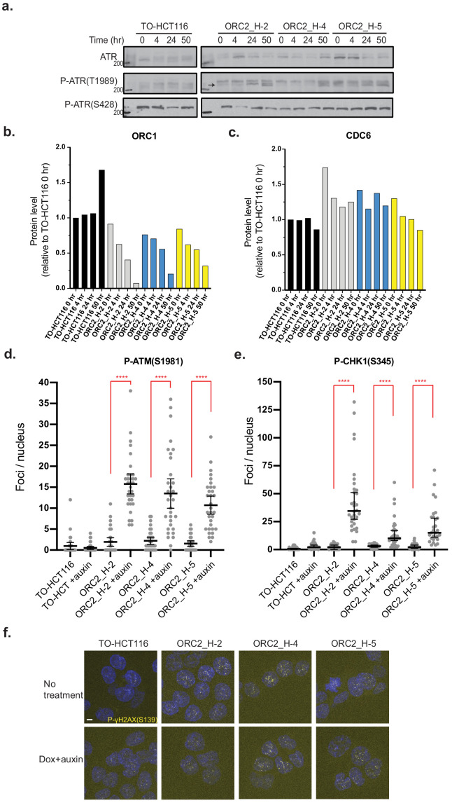 Figure 3—figure supplement 3.